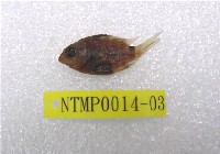 藏品(梭地豆娘魚)的圖片